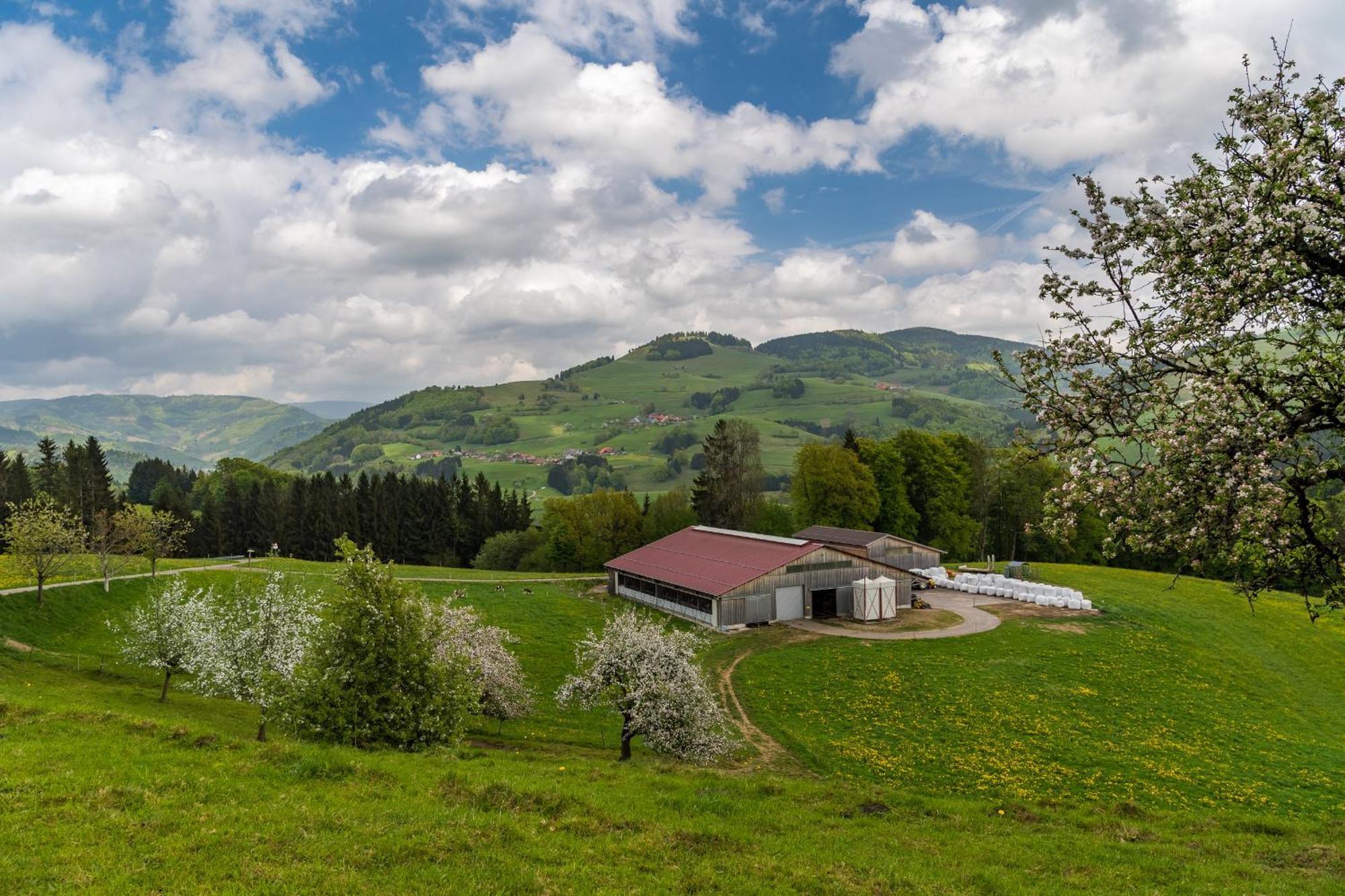 Apartamento Schwarzwaldliebe Frohnd Exterior foto